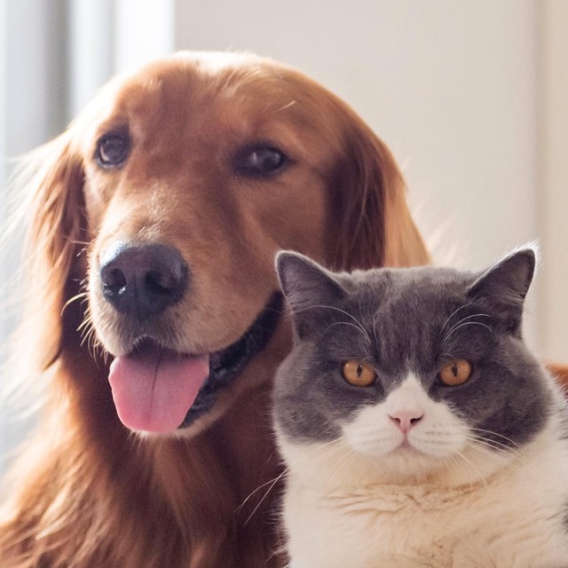 「むぎ」や「レオ」のほかに「珈琲色（コヒロ）」「徠麗舞（クリム）」なんていう名前も…　※画像はイメージです（chendongshan/stock.adobe.com）