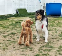 人間だけでなく仲間のワンコたちもニコちゃんを元気にさせてくれました