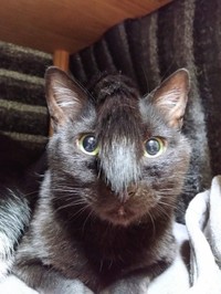 まるでちょんまげ！？ 頭に尻尾がのった実陽くん（画像提供：秋十空さん）