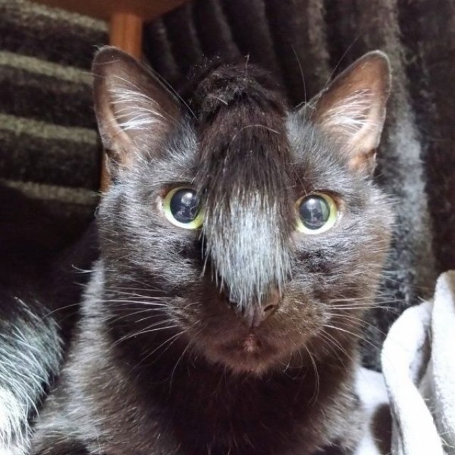 まるでちょんまげ！？ 頭に尻尾がのった実陽くん（画像提供：秋十空さん）