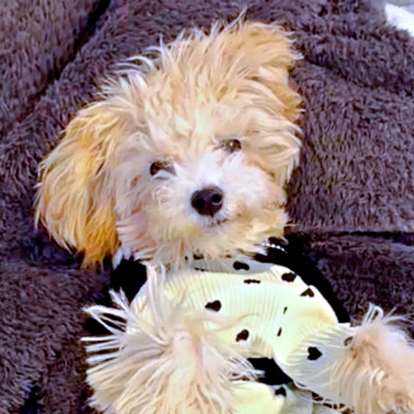 スリスリが止まらないーーボサノヴァちゃんの行動が話題に（画像提供：犬を見てさん）