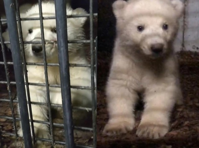 仙台市八木山動物公園のホッキョクグマ赤ちゃん。左がオス、右がメス（提供＝仙台市八木山動物公園）