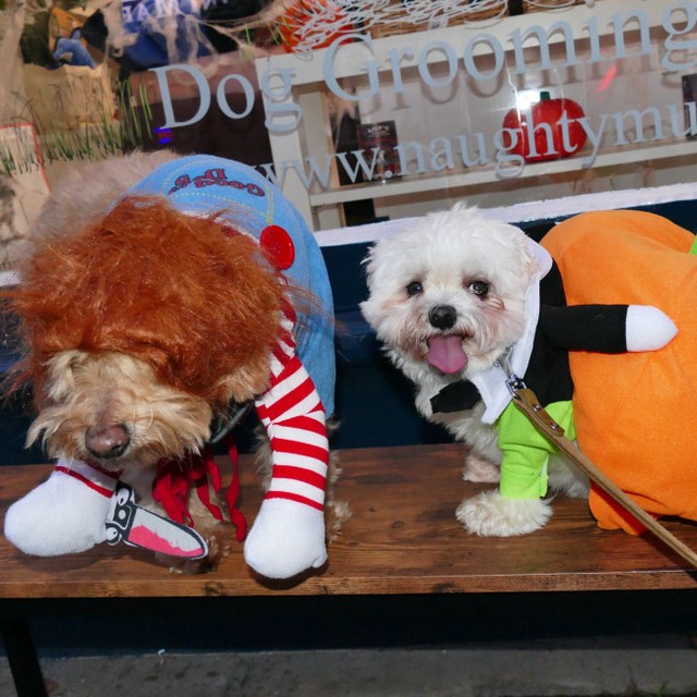 ハロウィンにペットに仮装は有罪の可能性