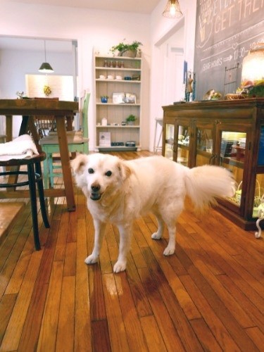 山にいた犬は今神奈川のカフェで過ごしている（太田康介さん撮影）