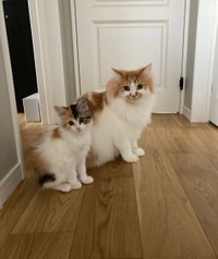 最年少うなちゃんと一緒に＝ぽてこゆこめ+うなさん（@potechi_nikki）提供