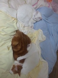 3ニャンでの写真