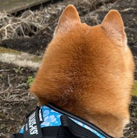 散歩中、予想外のエンカウント「柴犬 vs 柴犬」。目線の先には……（画像提供：スナナさん）