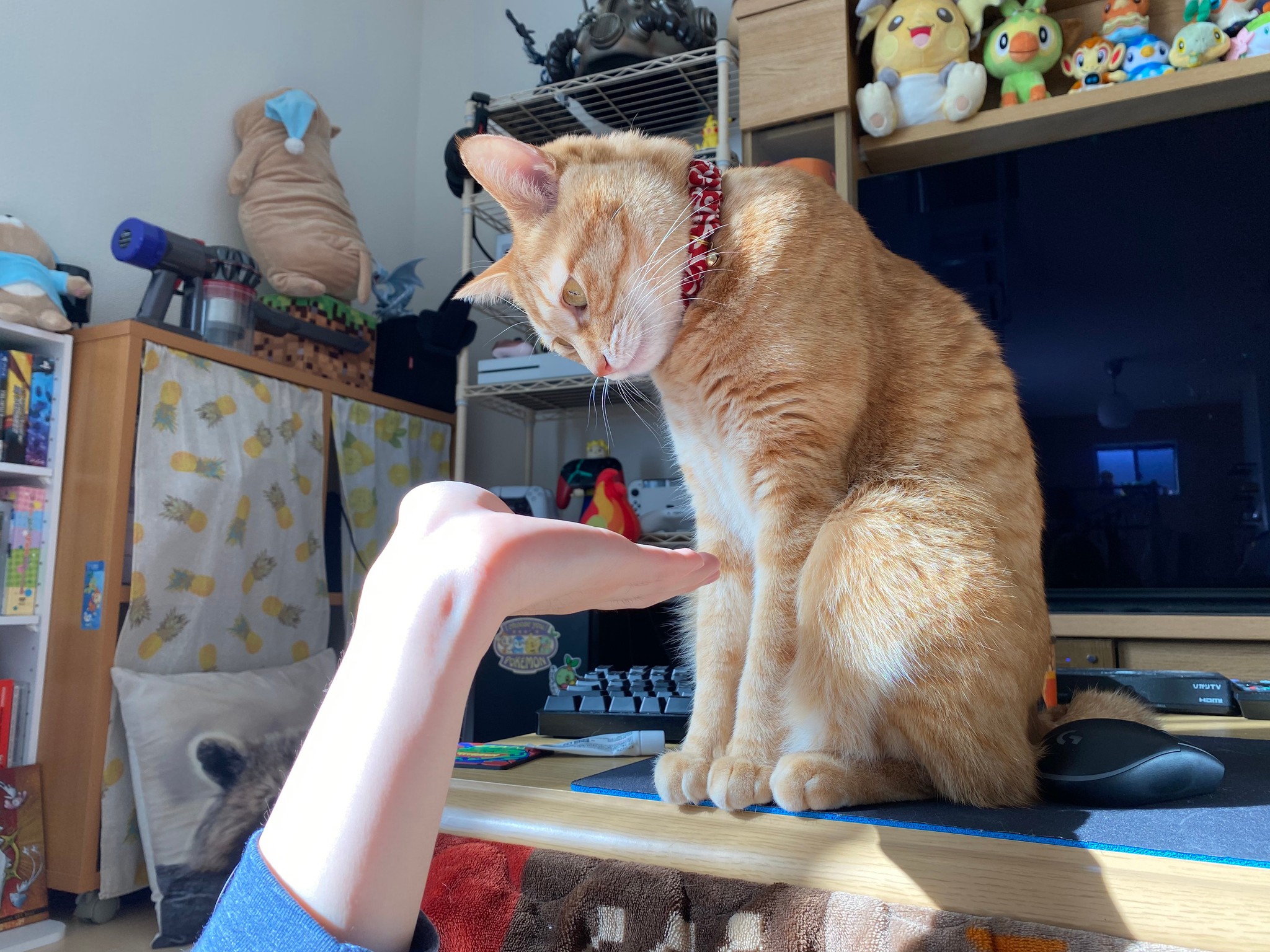 お手 こうか 間違えた猫にネット爆笑 逆 渾身のボケ 飼い主にお手させる天才 まいどなニュース