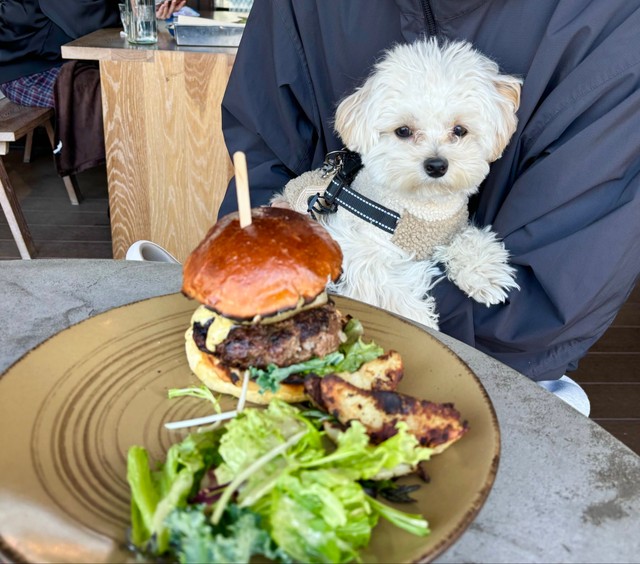 自分の食べ物じゃないとわかった瞬間に少し不服そうなぽてとくん（提供：マルプーのぽてとさん）