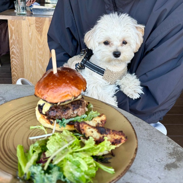 自分の食べ物じゃないとわかった瞬間に少し不服そうなぽてとくん（提供：マルプーのぽてとさん）
