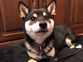 庭にいるときは石集めする黒柴の「蒼生」　必ず３個くわえるよ　