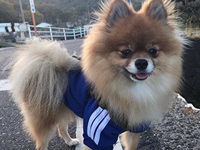 名前に込めた願いの通り、イケメンに成長！ ポメラニアン「蓮」