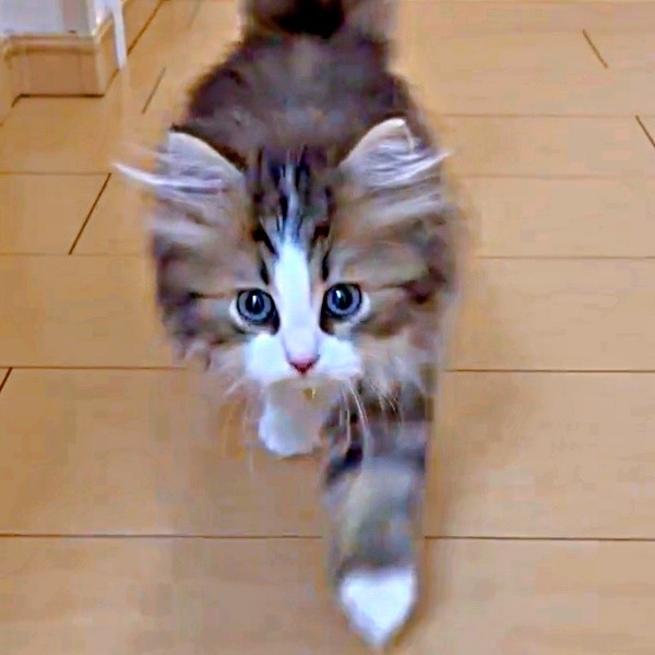 「びっくり遊び」を無限ループ！ 子猫時代のダリくん（画像提供：村人Cさん）