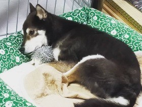 犬、譲ります…？悪環境にいた出産直後の柴犬「くぅ」　今は新たな家族と幸せに暮らす