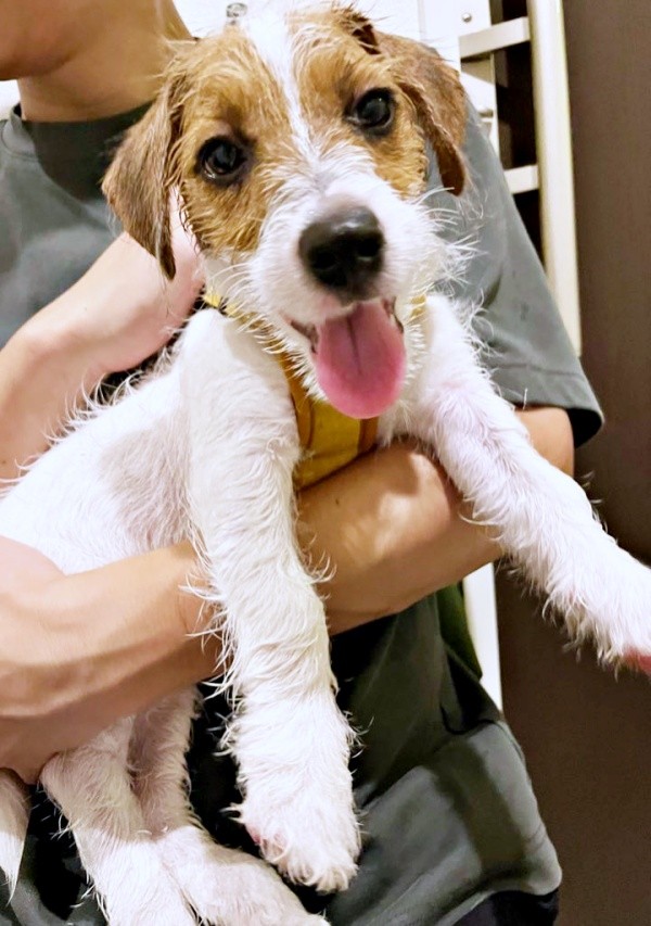 ドッグランでたくさん遊んで笑顔のぱやちゃん（画像提供：ぱやりんこさん）