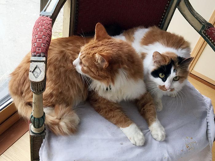 「ギャルソン」（左）と一緒に行方不明になった「コロラ」（右）が、タイトルにもなった“210日ぶりのネコ”（第２章）