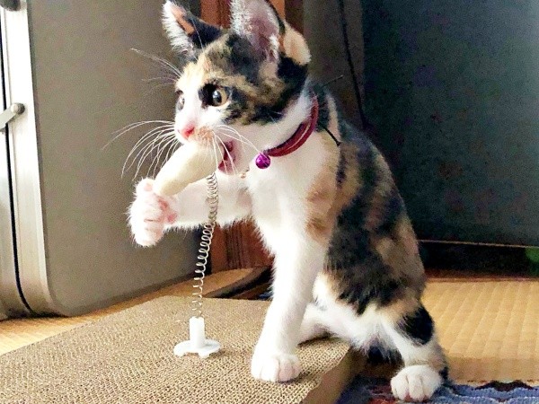 おもちゃで遊ぶ柚子ちゃん（画像提供：YSさん）