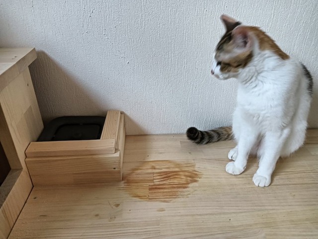 改良後の「給水機の台」とセルジオ悦子ちゃん（画像提供：セルゥゥゥゥァァァァァさん）