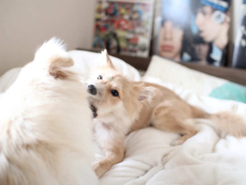 盛んに大吉に戦いを挑んでいた