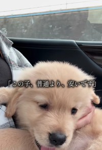 「この子、普通の子より、安いです」とお迎えするときにブリーダーさんから言われたそう／ともさん（@tomo.home.06）提供