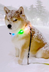 「帰りたくないワン！」 拒否柴モードになるハクくん（画像提供：HAKU_shiba2020さん）