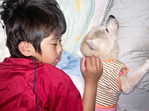 お兄ちゃんと添い寝する柴犬・チャコちゃん（画像提供：ちゃーくん）