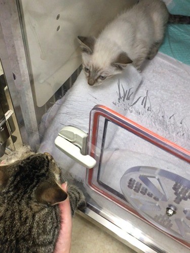 いつも苦しそうにしていたオスカーは
「漏斗胸（ろうときょう）」で手術することに。
（保護主さん提供）