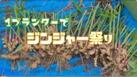 「1プランターでジンジャー祭り」／YouTubeチャンネル「ぽたろうの家庭菜園HACK」より