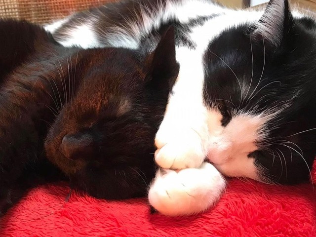 ネーちゃん、会わせた手が可愛い