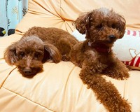 仲良くくつろぐゆずちゃんとはなちゃん