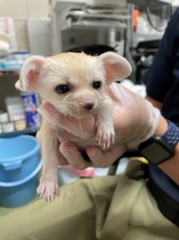 5月27日少し耳が起きてきた　画像（公財）東京動物園協会提供