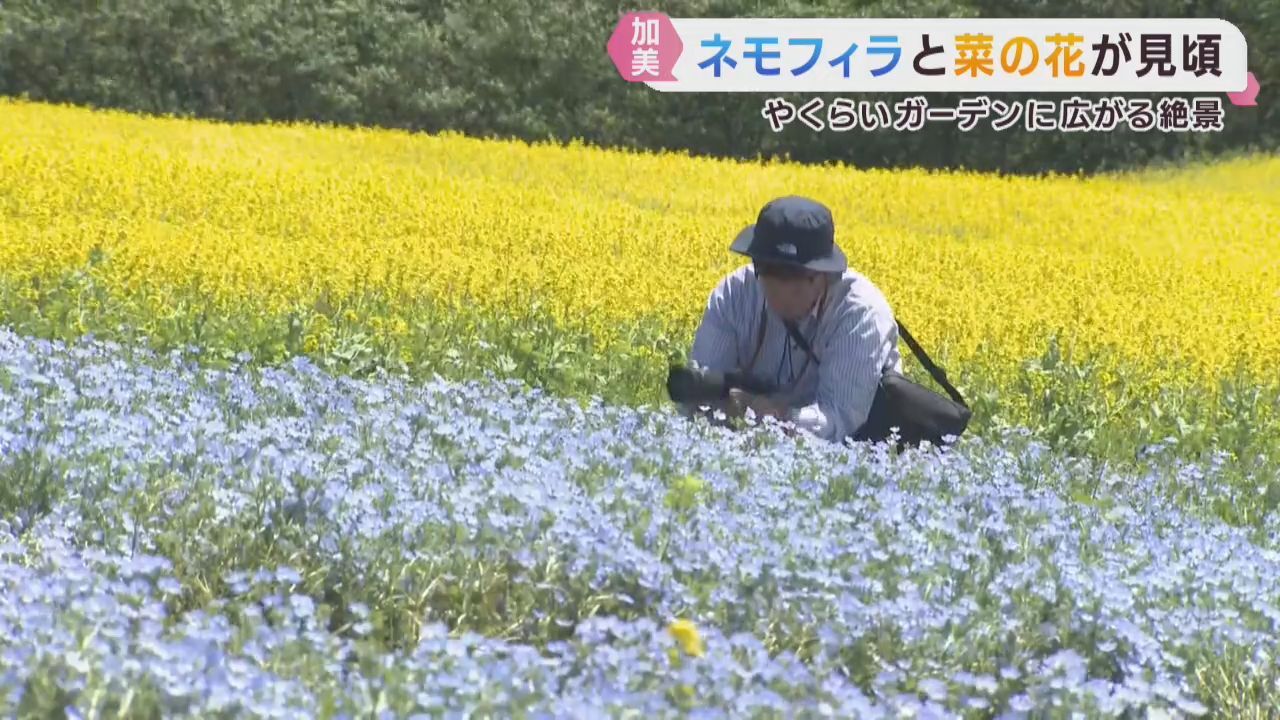ネモフィラと菜の花が見頃　宮城・やくらいガーデン