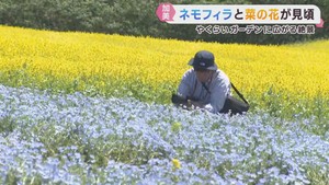 ネモフィラと菜の花が見頃　宮城・やくらいガーデン