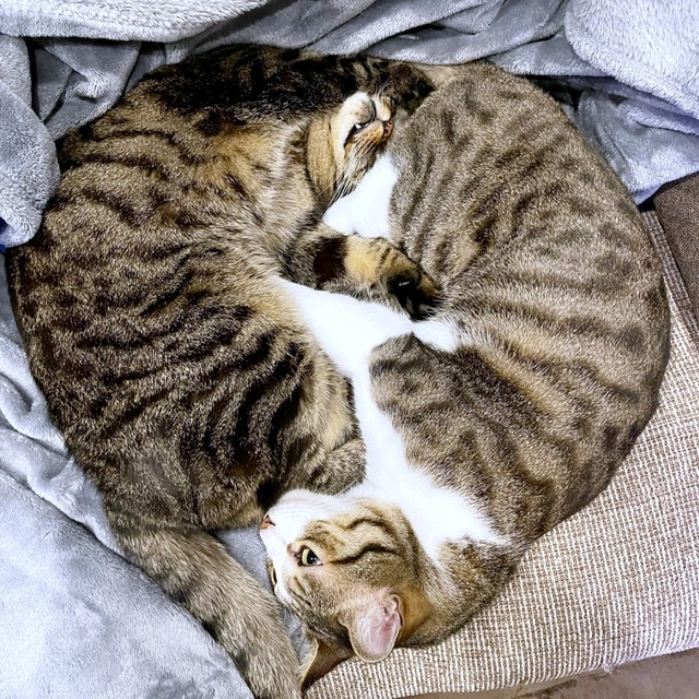 まるで円陣！ 猫団子になる真良くん（左）と南南くん（右）（画像提供：まよなんさん）