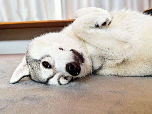 あざとポーズがかわいらしいサムくん（画像提供：sumくん）