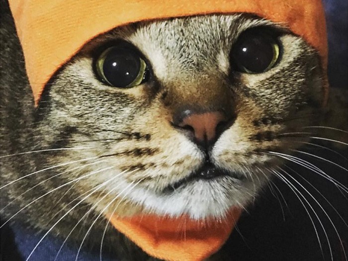 にんじんコスプレなの