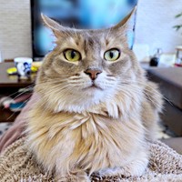 もふもふの被毛が素敵なハナちゃん（画像提供：とりゆねこさん）