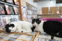 みう（左）と、めぐ（右）。ハチワレ親子はいつも仲がいい