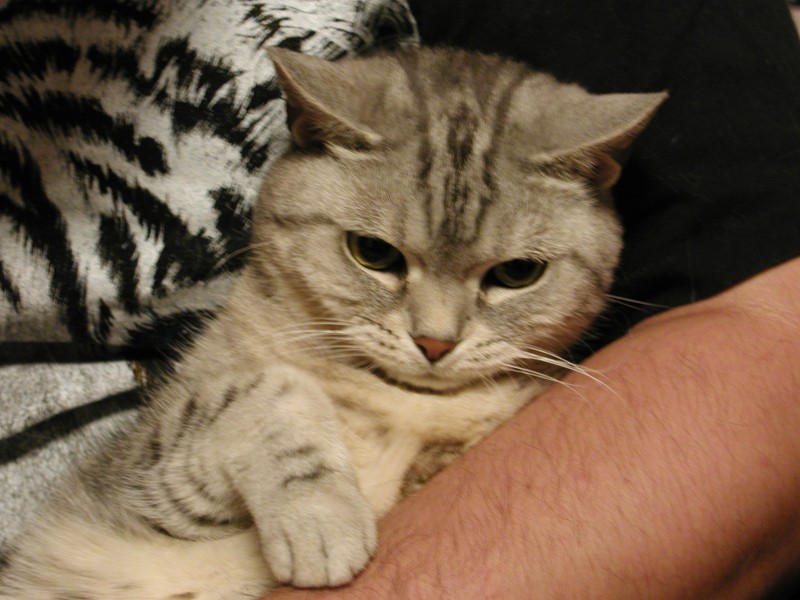 とにかく細くてやわらかくて、どこにでもへばりついたのがココ（メス）の毛でした。それだけに手触りはふわふわのもふもふ。おなかに顔をうずめると至福でした