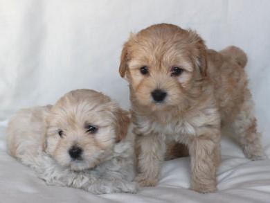 愛犬のその後を決める　「犬の社会化」に必要なこと