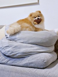 鏡餅！？ クッションを3段使いしてくつろぐぱっちゃ（画像提供：ぱっちゃんさん）