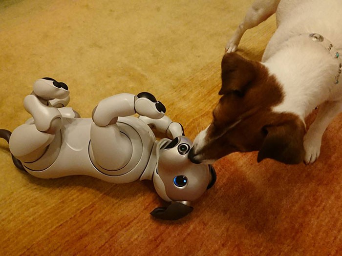 アイボがあおむけに寝転ぶと、「起きて」というように体を押すジャック・ラッセル・テリア＝ソニー提供