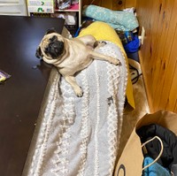 かなりユニークな寝相も（提供：うめちゃん日記さん）