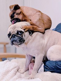 兄犬・ルンタくんの頭をペロペロ！？ 夢中で舐めるビノくん（画像提供：ルンタとビノさん）