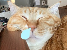 こんな不安なご時世だから　癒やしの猫専門職「デレワーク」推奨