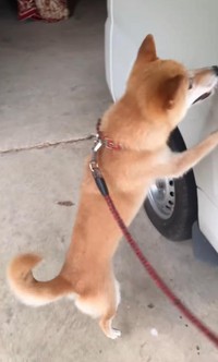 早く行こうよー！／柴犬コロとA君の平凡な日常さん（@a_kun.koro）提供