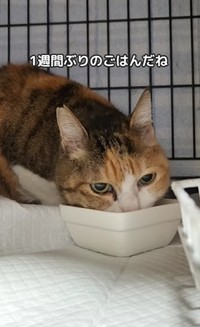 保護直後、ご飯をもりもり食べたという（「もふっこひだ」さん提供、Instagramよりキャプチャ撮影）