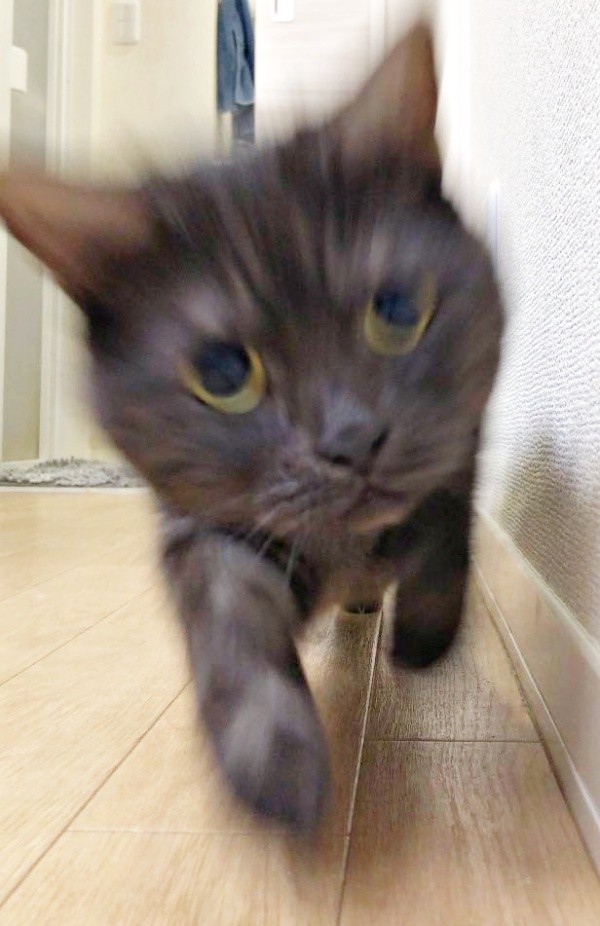 兄猫・あおみねくんも負けてない！ 突進ショットにドキッ！（画像提供：aomineco（黒猫あおみね&さつき）さん）