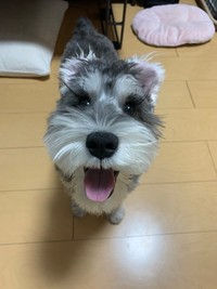 こちらも赤ちゃん時代のこんぶくん。小さくてふさふさの毛並みが魅力です（こんぶくんの飼い主さんＸ）