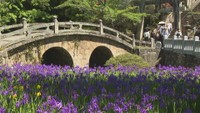 笠岡市の神社でカキツバタが見頃　あざやかな青紫色の花と眼鏡橋が競演　岡山